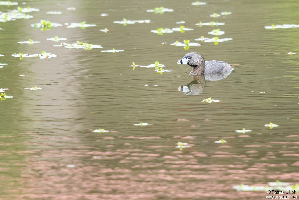 Pied-billed Grebe