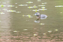 Pied-billed Grebe