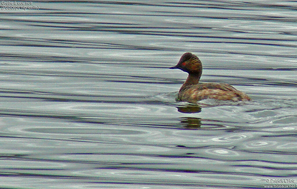 Black-necked Grebe