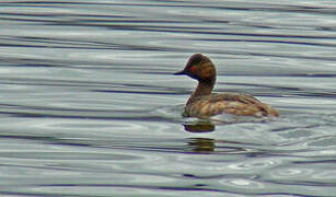 Black-necked Grebe