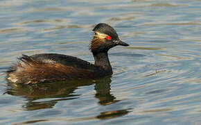 Black-necked Grebe