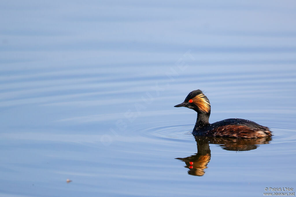 Black-necked Grebe