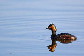 Black-necked Grebe