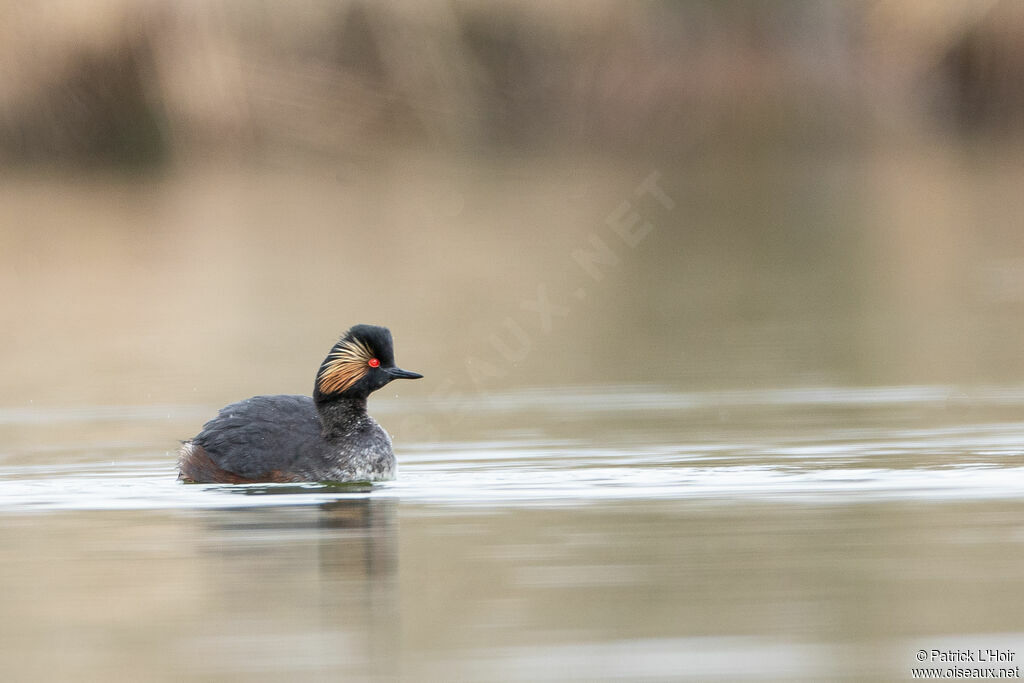 Black-necked Grebe