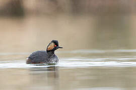 Black-necked Grebe