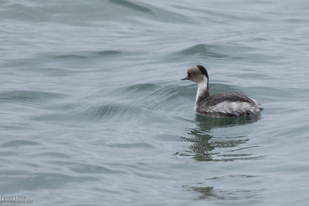 Grèbe aux belles jouesadulte, identification