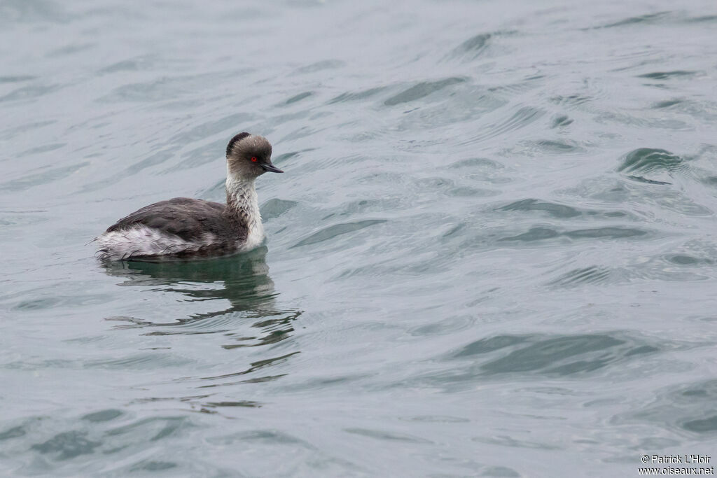 Silvery Grebe