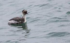 Silvery Grebe