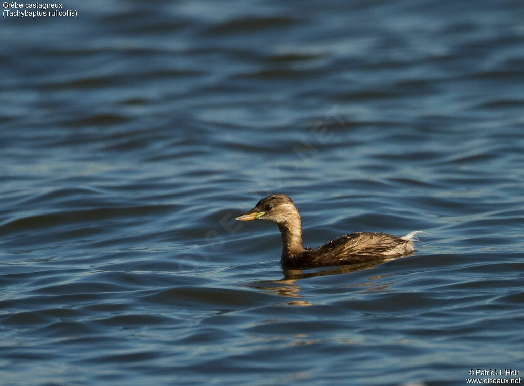 Little Grebe