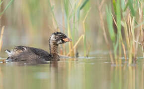 Little Grebe