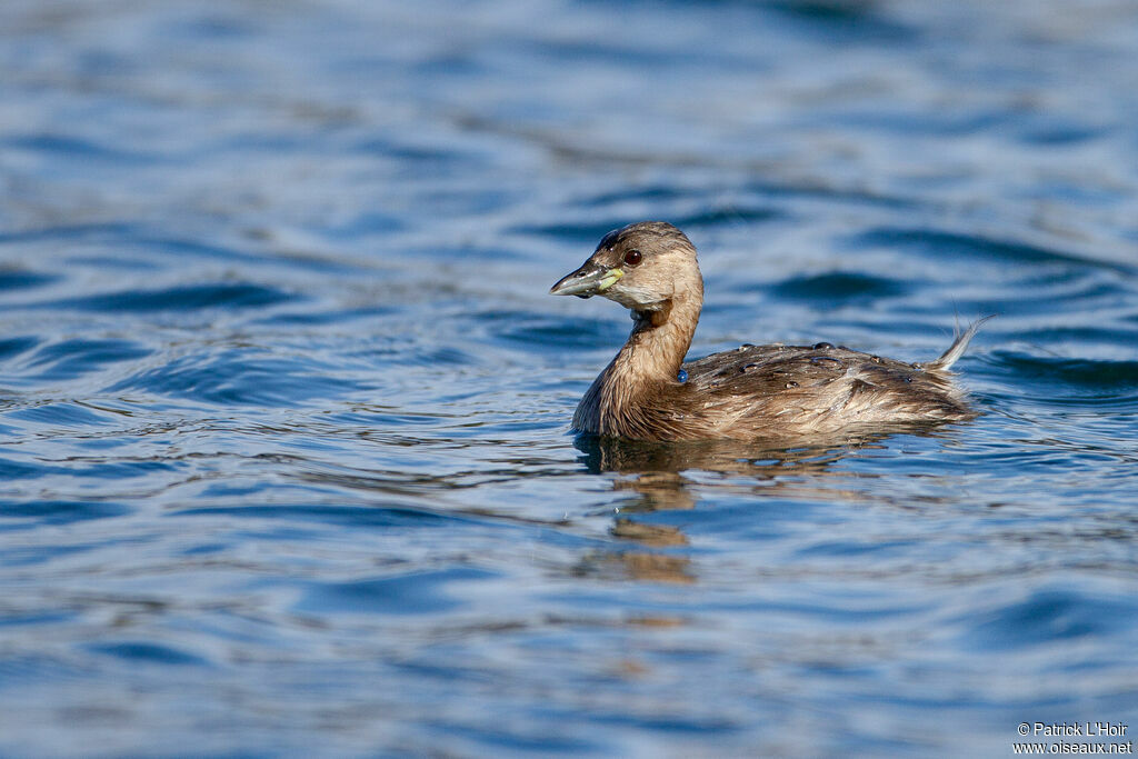 Little Grebe