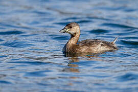 Little Grebe