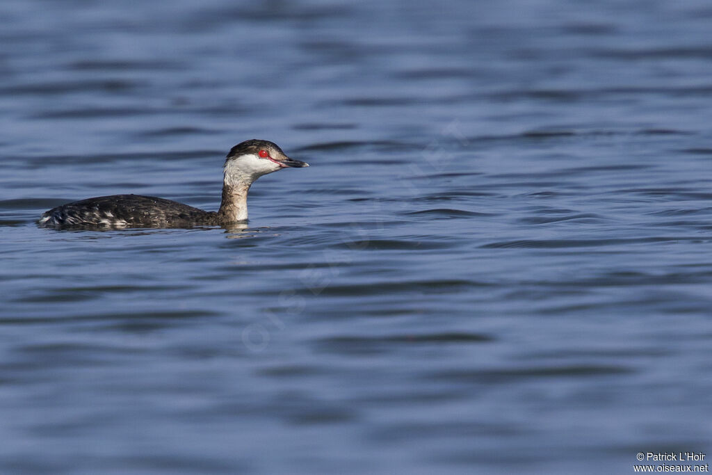 Horned Grebe