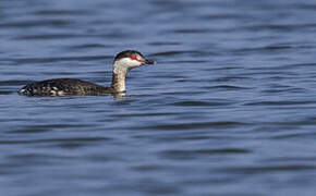 Horned Grebe