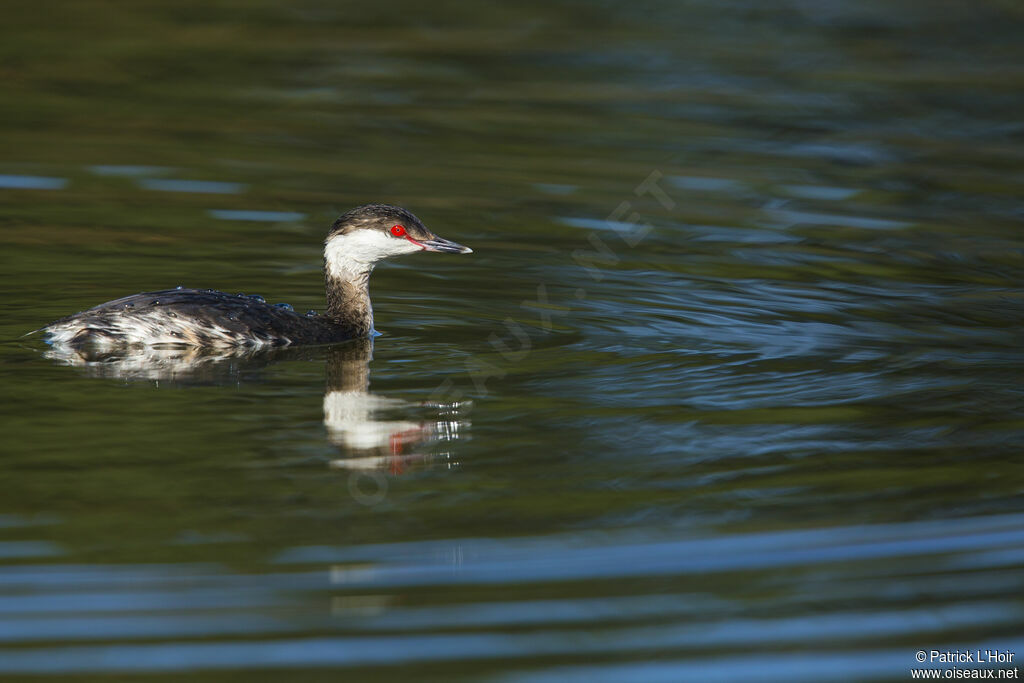 Horned Grebe