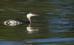 Horned Grebe