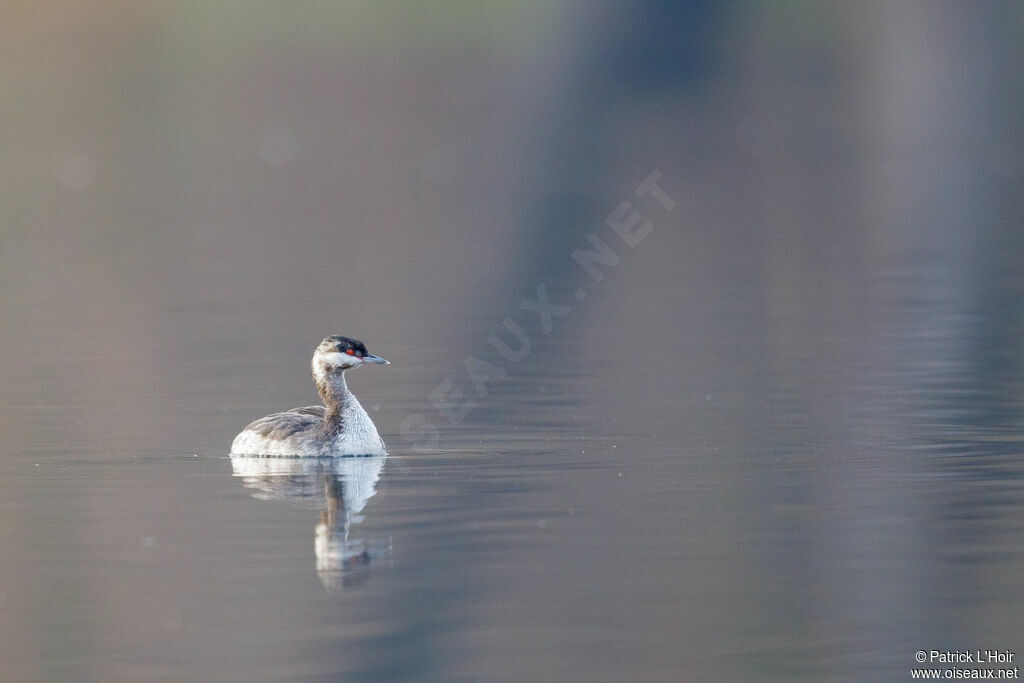 Horned Grebe