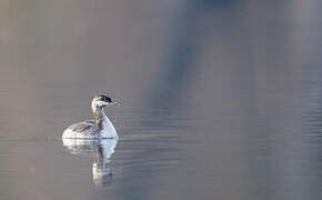 Horned Grebe