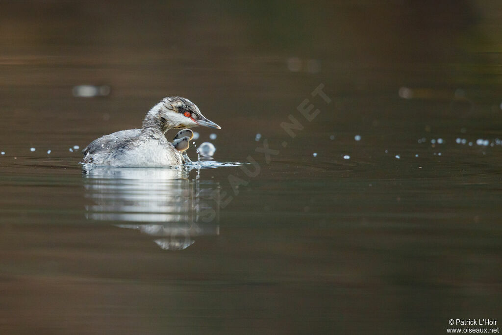 Horned Grebe