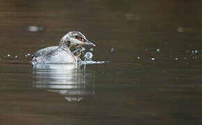 Horned Grebe