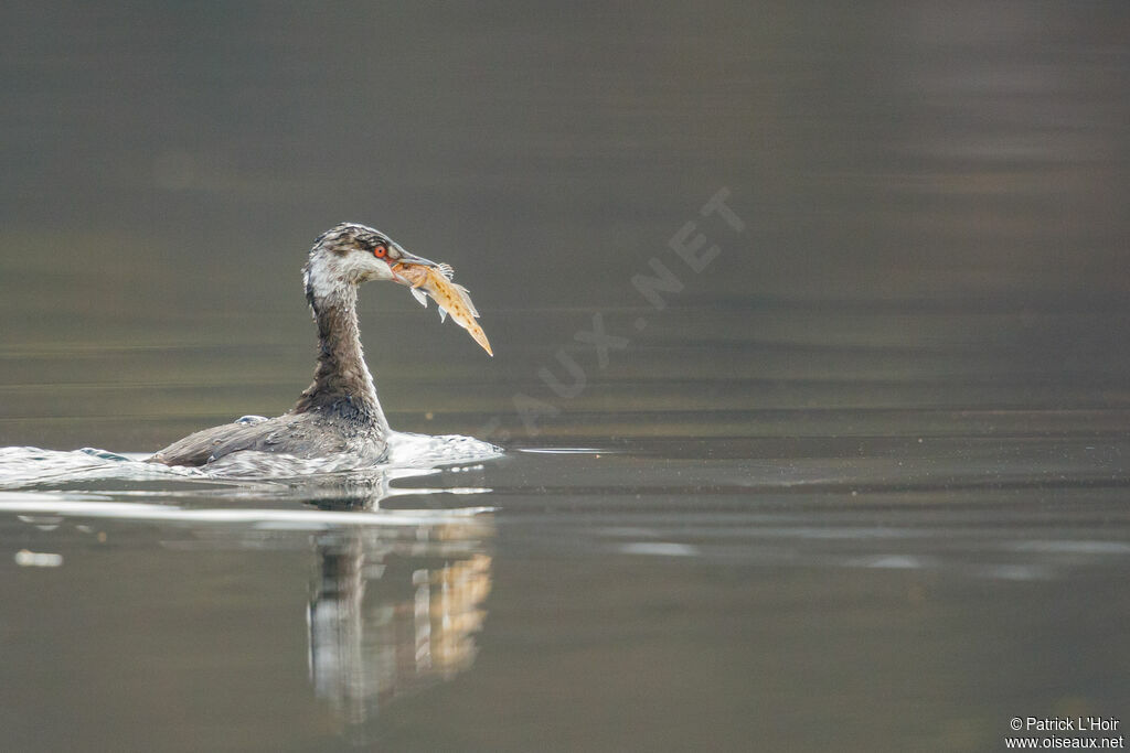 Horned Grebe