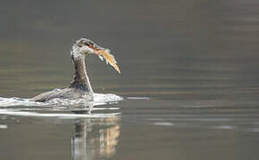 Horned Grebe