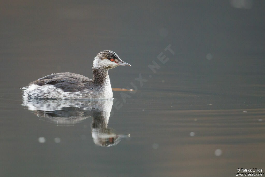 Horned Grebe