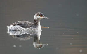 Horned Grebe