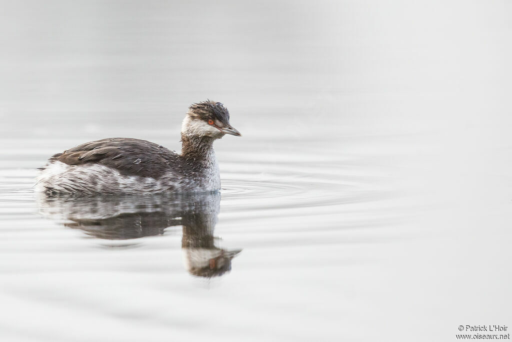 Horned Grebe