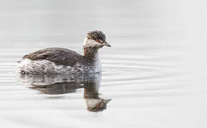 Horned Grebe