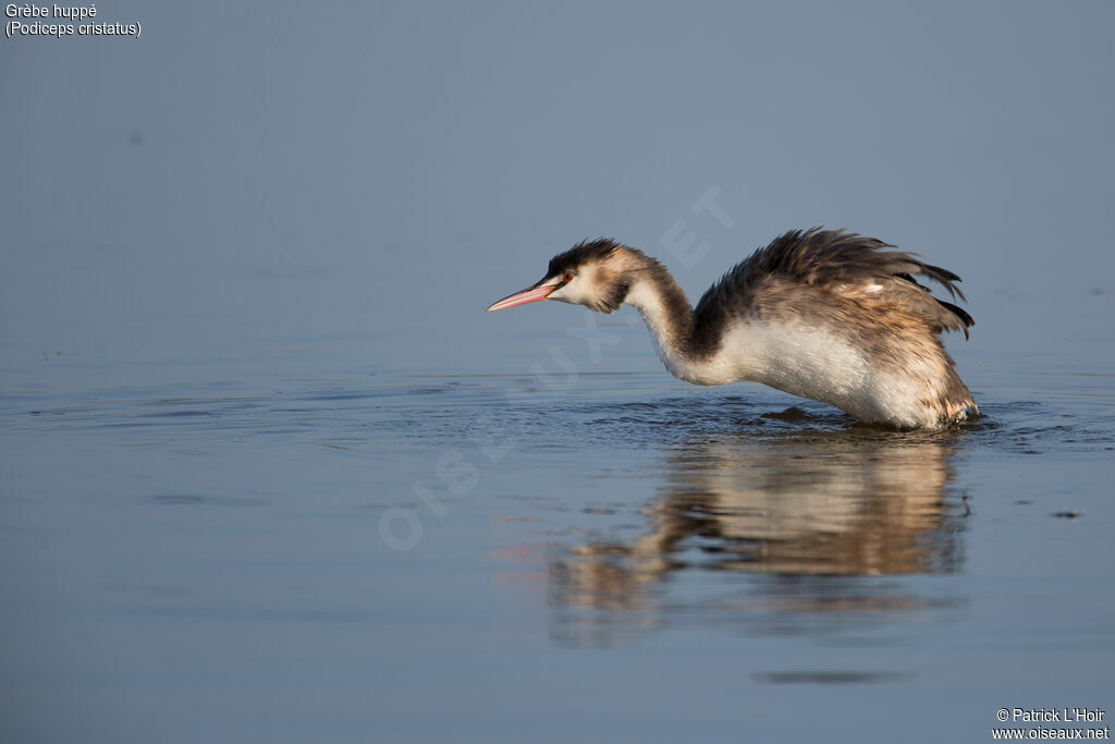 Great Crested Grebeadult