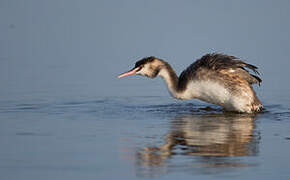 Great Crested Grebe