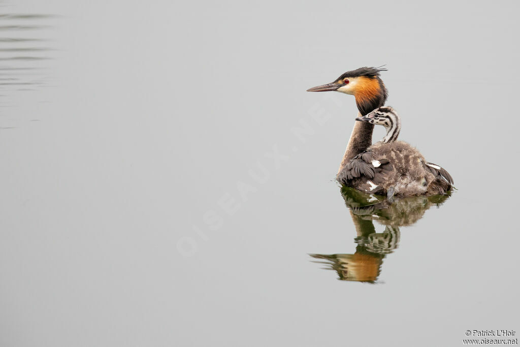 Great Crested Grebe