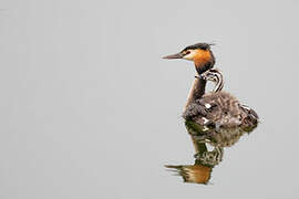 Great Crested Grebe