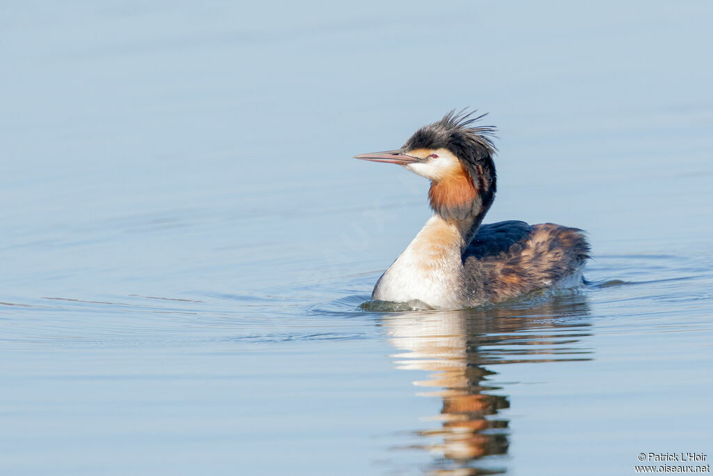 Great Crested Grebe