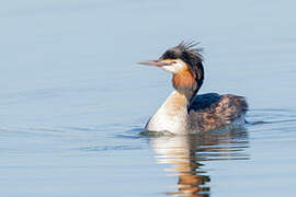 Great Crested Grebe