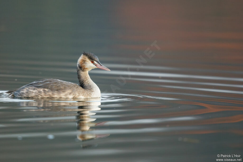 Great Crested Grebe