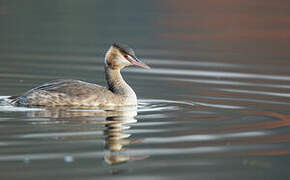 Great Crested Grebe