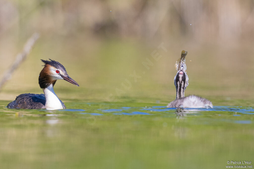 Great Crested Grebe