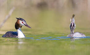 Great Crested Grebe