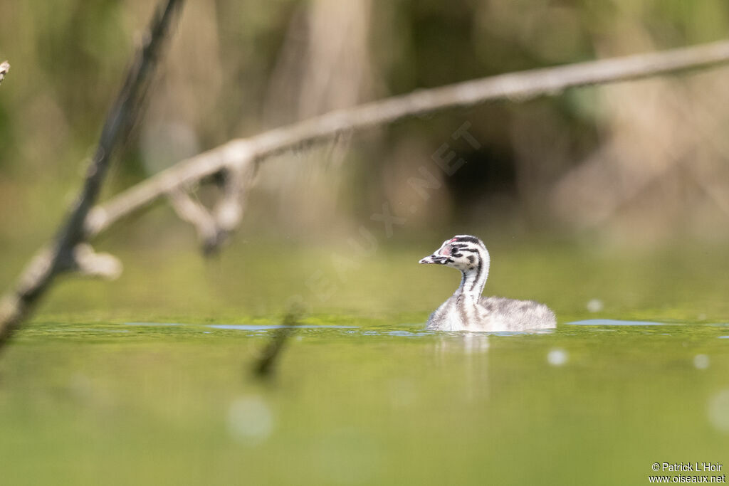 Grèbe huppéjuvénile