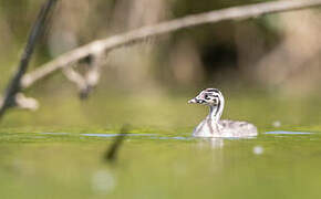 Great Crested Grebe