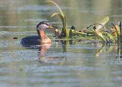 Red-necked Grebe