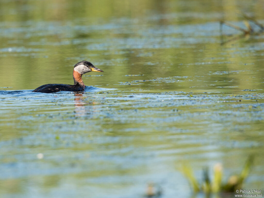 Red-necked Grebe