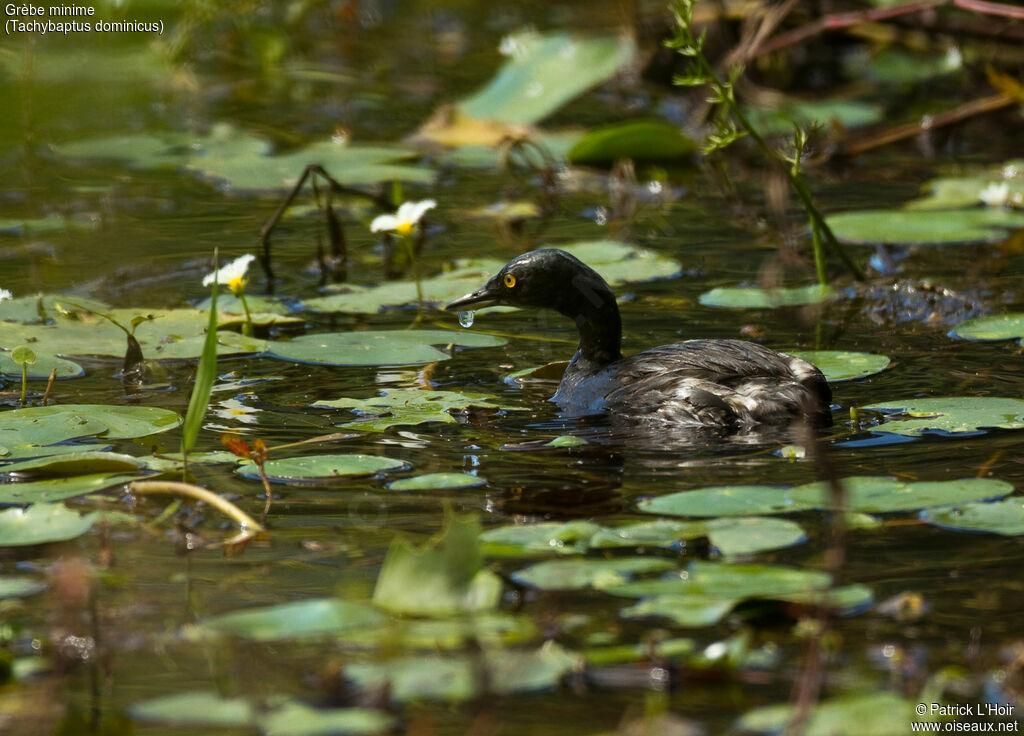 Least Grebe