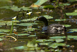 Least Grebe