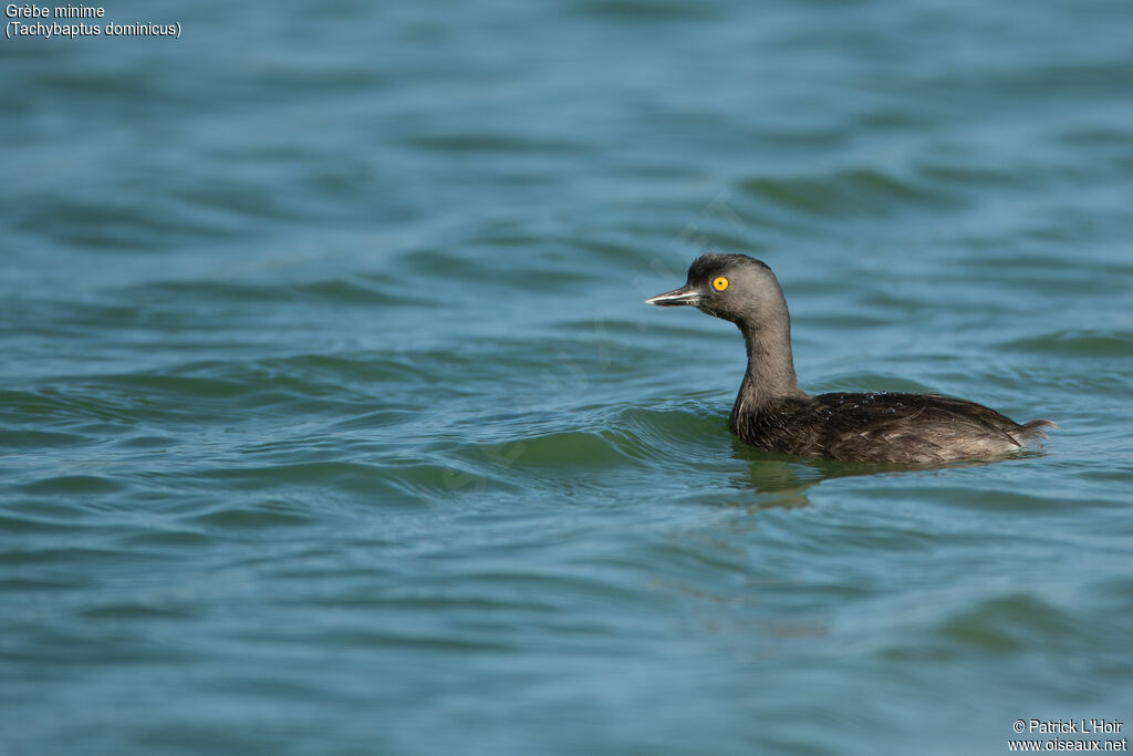 Grèbe minimeadulte