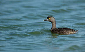 Least Grebe