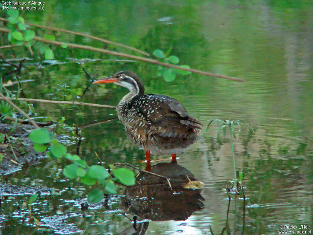 African Finfoot