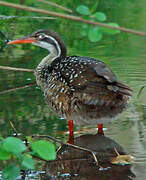 African Finfoot